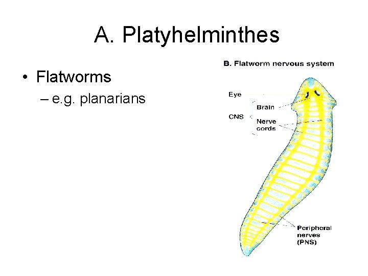 A. Platyhelminthes • Flatworms – e. g. planarians 