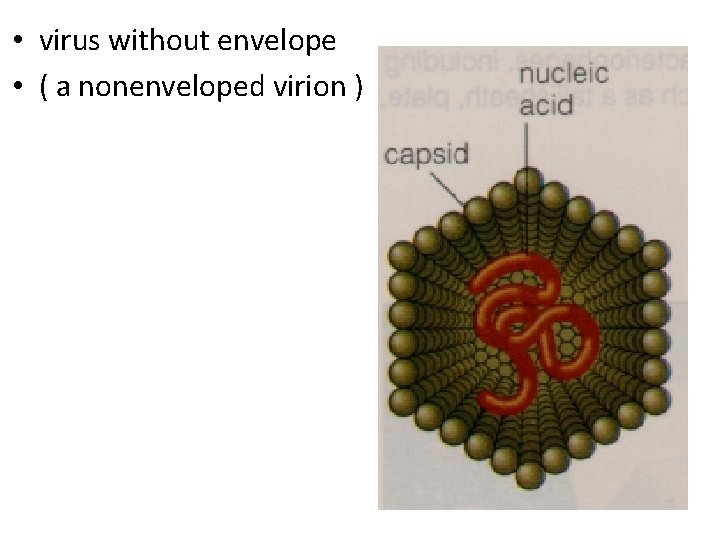  • virus without envelope • ( a nonenveloped virion ) 