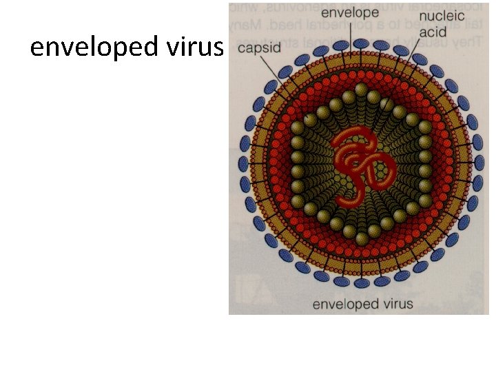 enveloped virus 