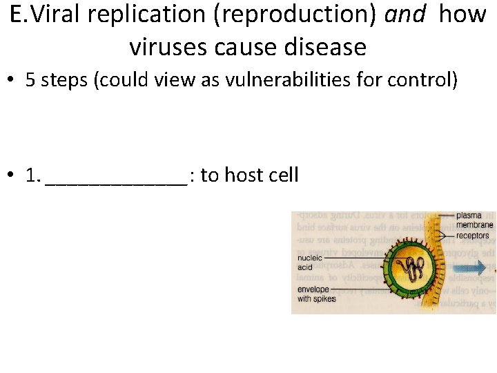 E. Viral replication (reproduction) and how viruses cause disease • 5 steps (could view