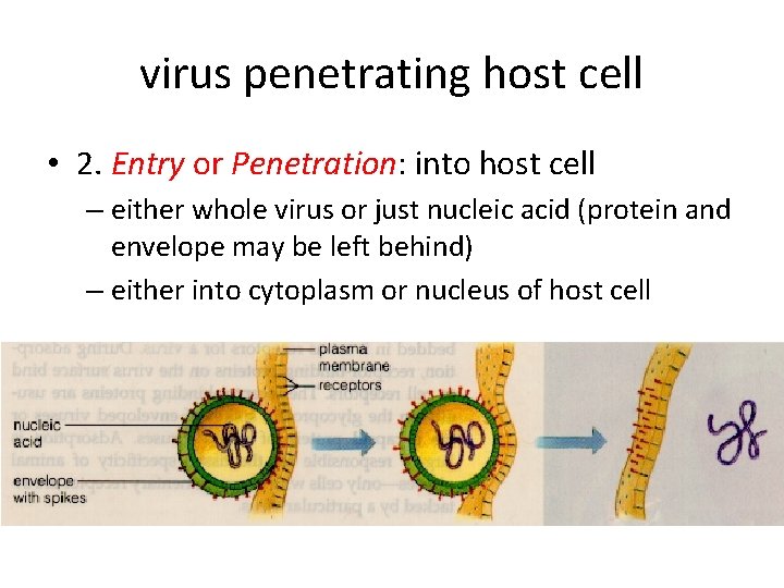 virus penetrating host cell • 2. Entry or Penetration: into host cell – either
