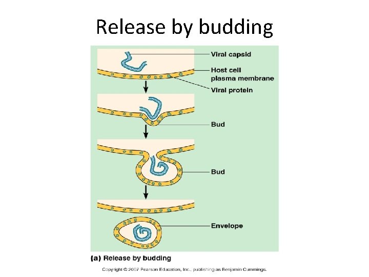 Release by budding 