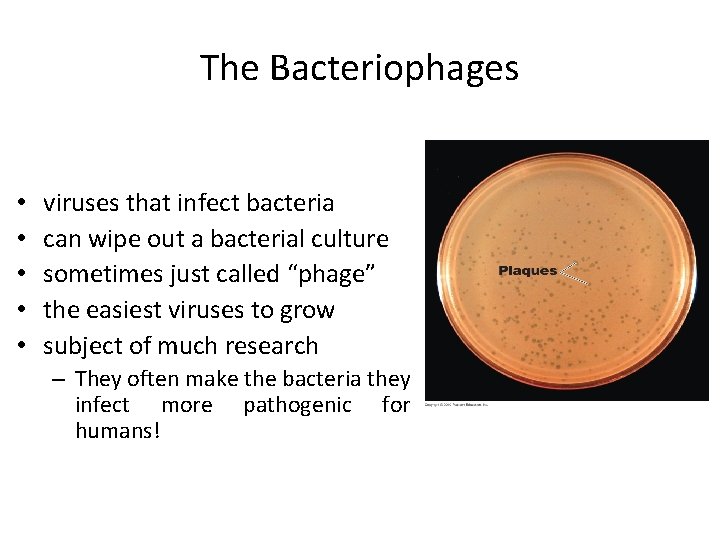 The Bacteriophages • • • viruses that infect bacteria can wipe out a bacterial