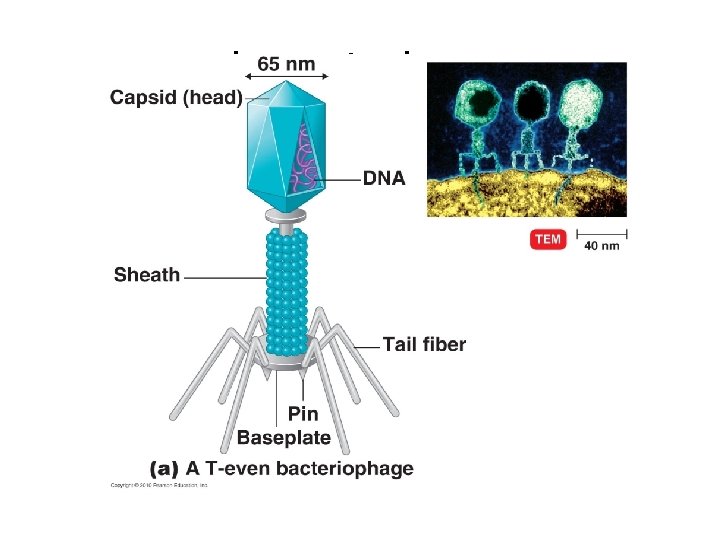 bacteriophage 