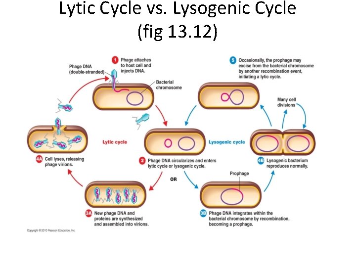 Lytic Cycle vs. Lysogenic Cycle (fig 13. 12) 