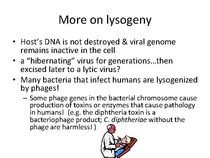More on lysogeny • Host’s DNA is not destroyed & viral genome remains inactive