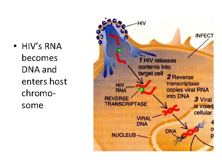  • HIV’s RNA becomes DNA and enters host chromosome 