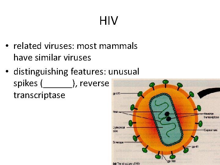 HIV • related viruses: most mammals have similar viruses • distinguishing features: unusual spikes