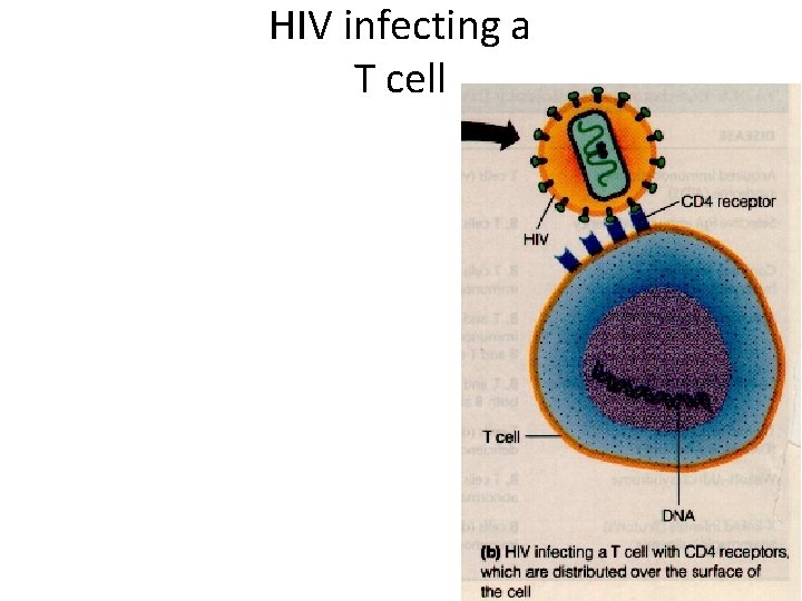 HIV infecting a T cell 