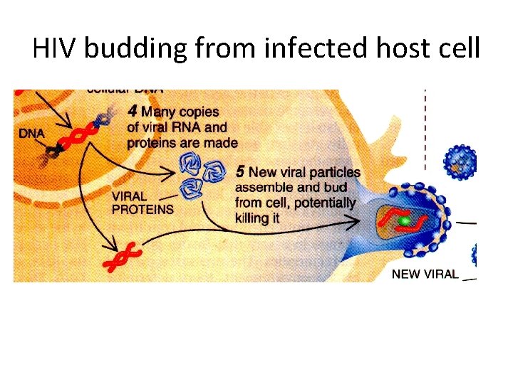 HIV budding from infected host cell 