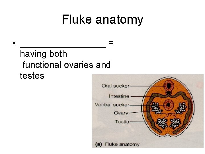 Fluke anatomy • _________ = having both functional ovaries and testes 