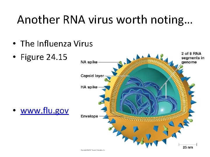 Another RNA virus worth noting… • The Influenza Virus • Figure 24. 15 •