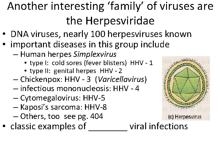 Another interesting ‘family’ of viruses are the Herpesviridae • DNA viruses, nearly 100 herpesviruses