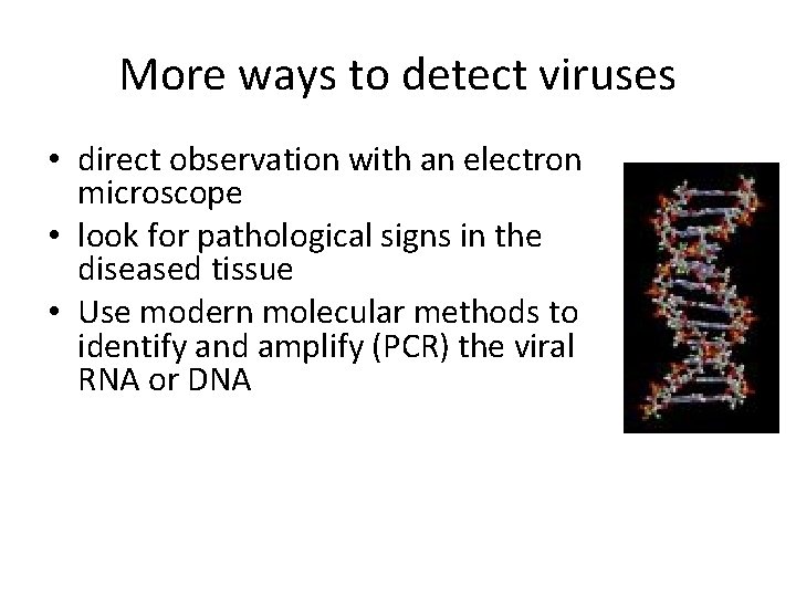 More ways to detect viruses • direct observation with an electron microscope • look
