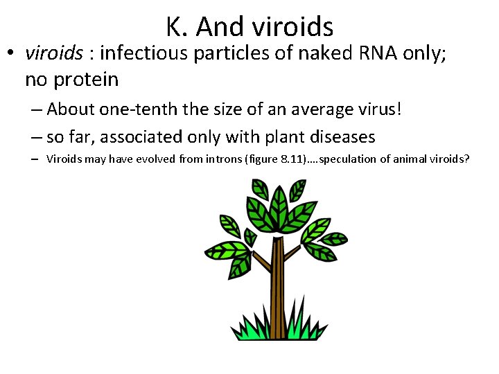 K. And viroids • viroids : infectious particles of naked RNA only; no protein
