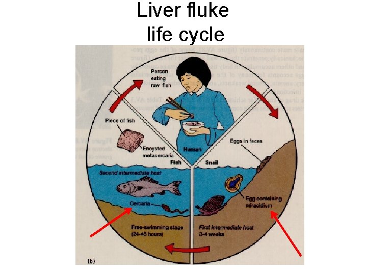 Liver fluke life cycle 