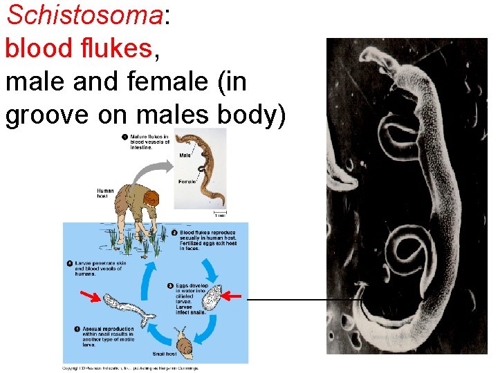 Schistosoma: blood flukes, male and female (in groove on males body) __________ 