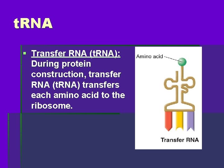 t. RNA § Transfer RNA (t. RNA): During protein construction, transfer RNA (t. RNA)