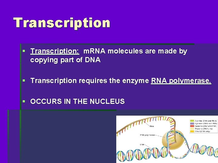 Transcription § Transcription: m. RNA molecules are made by copying part of DNA §