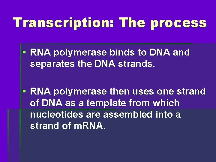 Transcription: The process § RNA polymerase binds to DNA and separates the DNA strands.