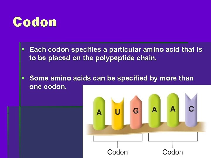 Codon § Each codon specifies a particular amino acid that is to be placed