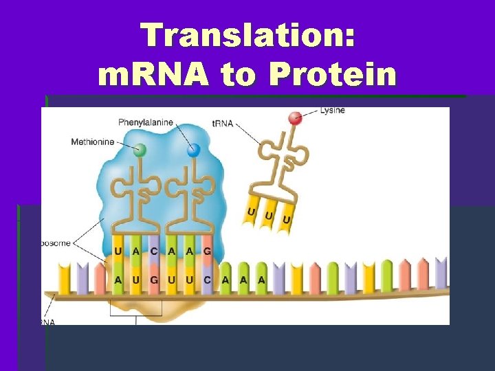 Translation: m. RNA to Protein 