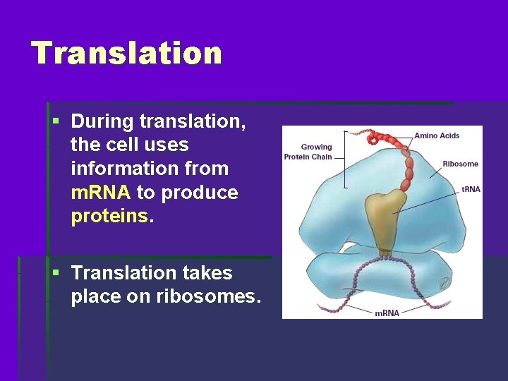 Translation § During translation, the cell uses information from m. RNA to produce proteins.