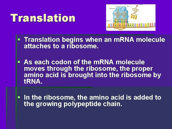 Translation § Translation begins when an m. RNA molecule attaches to a ribosome. §