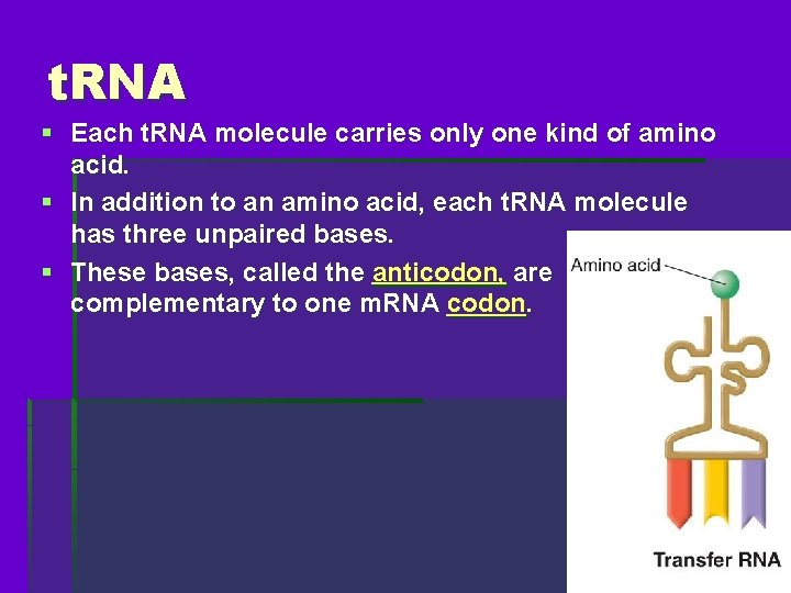 t. RNA § Each t. RNA molecule carries only one kind of amino acid.