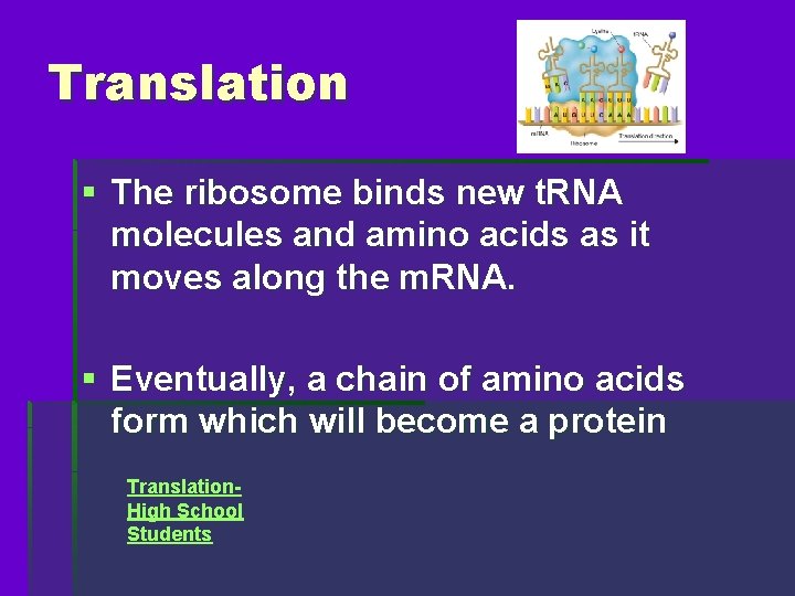 Translation § The ribosome binds new t. RNA molecules and amino acids as it