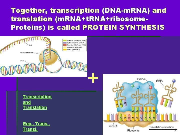 Together, transcription (DNA-m. RNA) and translation (m. RNA+t. RNA+ribosome. Proteins) is called PROTEIN SYNTHESIS