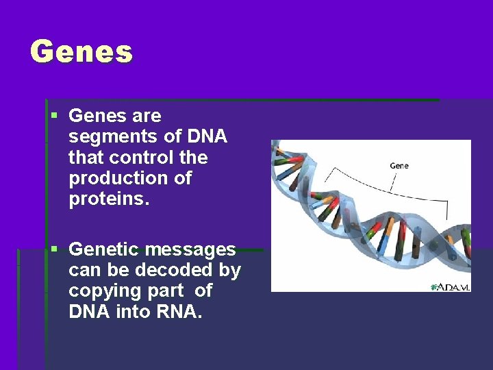 Genes § Genes are segments of DNA that control the production of proteins. §