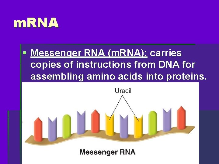 m. RNA § Messenger RNA (m. RNA): carries copies of instructions from DNA for