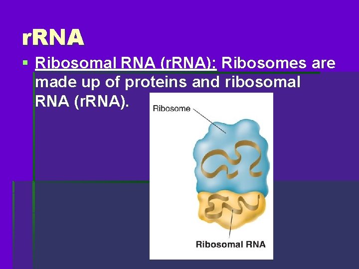 r. RNA § Ribosomal RNA (r. RNA): Ribosomes are made up of proteins and