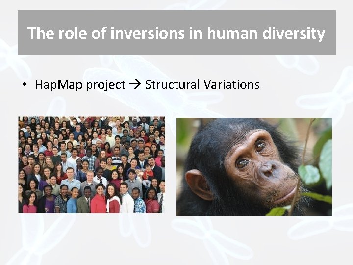 The role of inversions in human diversity • Hap. Map project Structural Variations 