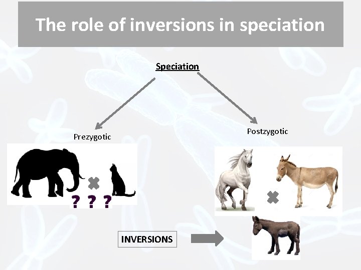 The role of inversions in speciation Speciation Postzygotic Prezygotic INVERSIONS 