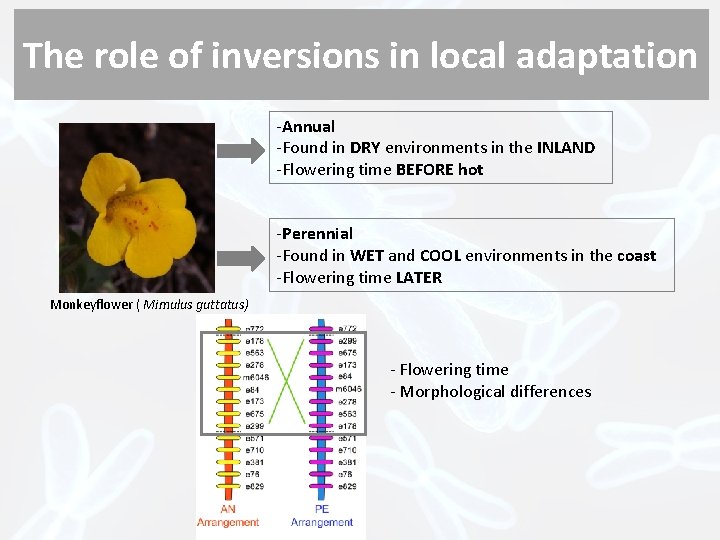 The role of inversions in local adaptation -Annual -Found in DRY environments in the