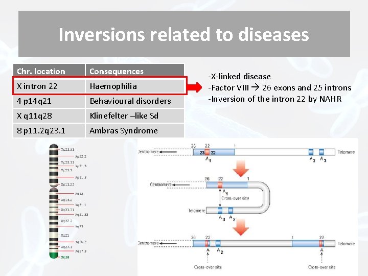 Inversions related to diseases Chr. location Consequences X intron 22 Haemophilia 4 p 14