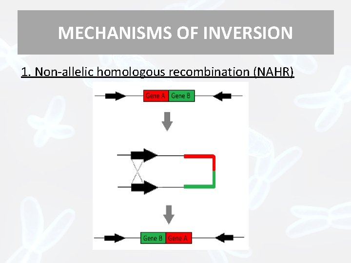 MECHANISMS OF INVERSION 1. Non-allelic homologous recombination (NAHR) 