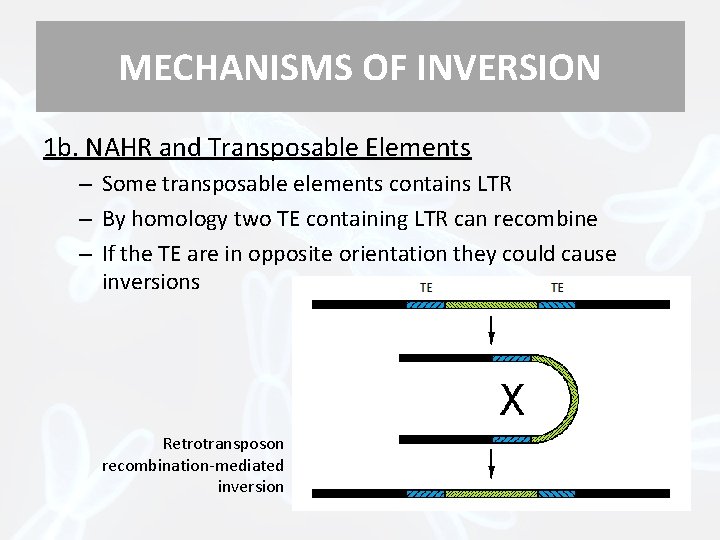 MECHANISMS OF INVERSION 1 b. NAHR and Transposable Elements – Some transposable elements contains