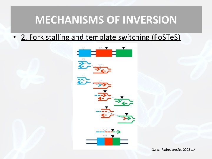 MECHANISMS OF INVERSION • 2. Fork stalling and template switching (Fo. STe. S) Gu