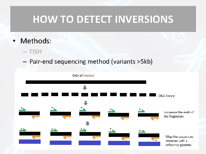 HOW TO DETECT INVERSIONS • Methods: – FISH – Pair-end sequencing method (variants >5