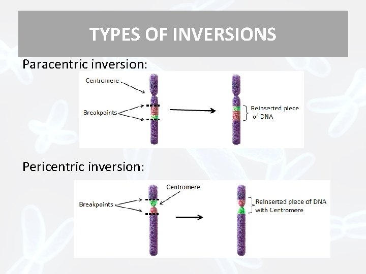 TYPES OF INVERSIONS Paracentric inversion: Pericentric inversion: 