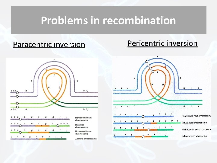 Problems in recombination Paracentric inversion Pericentric inversion 
