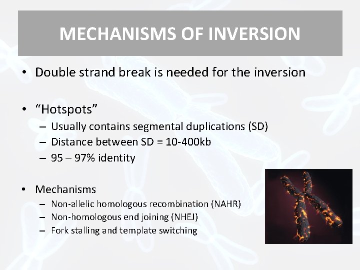 MECHANISMS OF INVERSION • Double strand break is needed for the inversion • “Hotspots”
