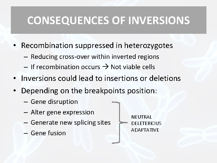 CONSEQUENCES OF INVERSIONS • Recombination suppressed in heterozygotes – Reducing cross-over within inverted regions