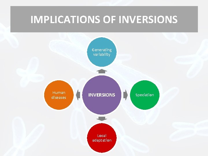 IMPLICATIONS OF INVERSIONS Generating variability Human diseases INVERSIONS Local adaptation Speciation 