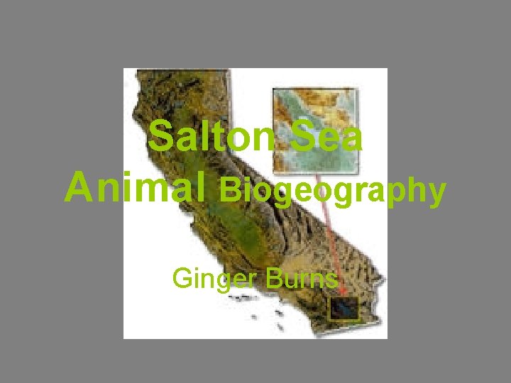 Salton Sea Animal Biogeography Ginger Burns 