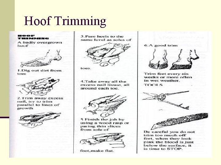 Hoof Trimming 