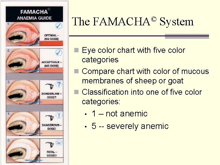 The FAMACHA© System n Eye color chart with five color categories n Compare chart